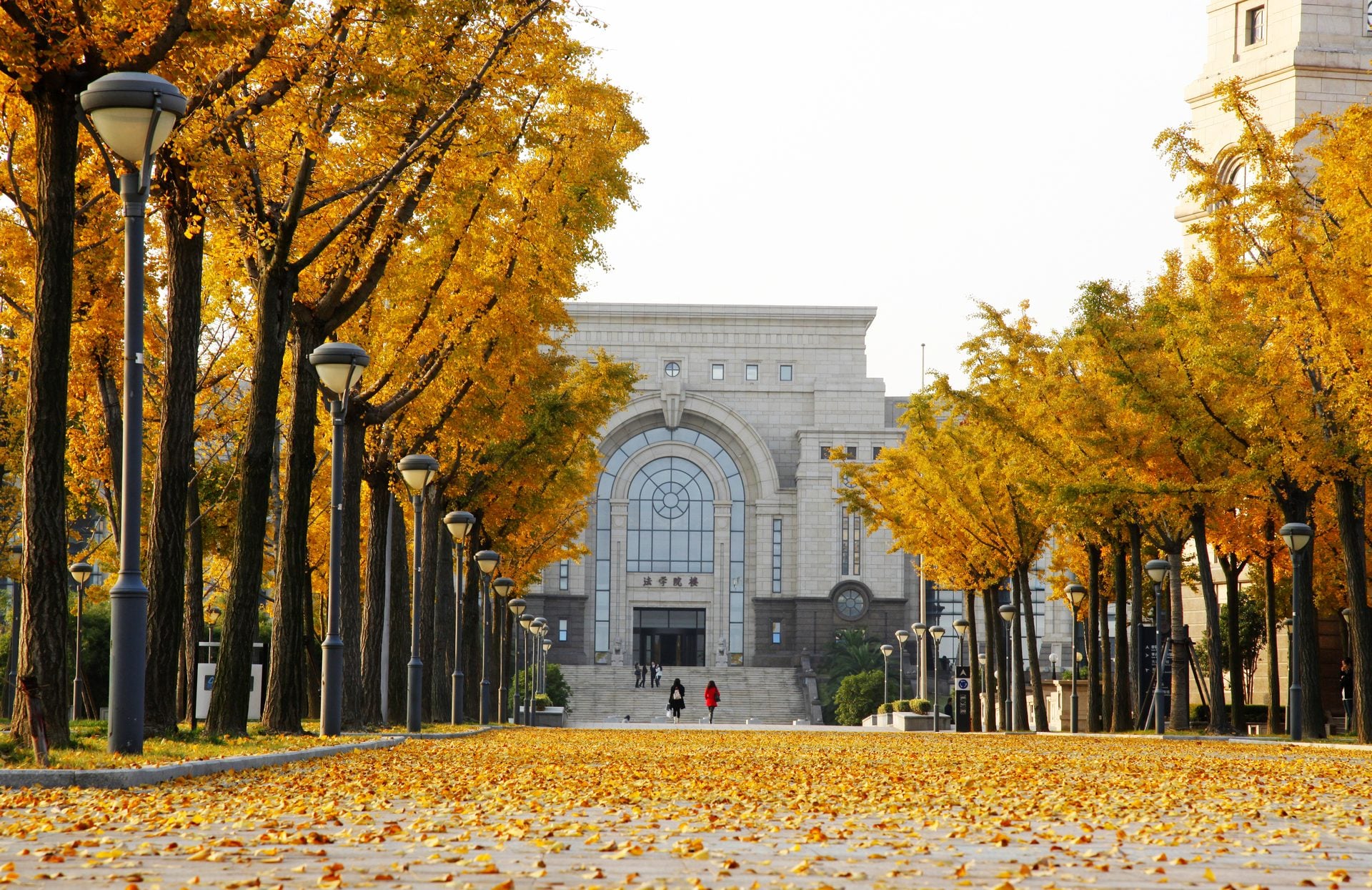 Ginkgo avenue in autumn, Jiangwan Campus